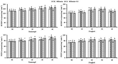 Exogenous Hemin alleviated cadmium stress in maize (Zea mays L.) by enhancing leaf photosynthesis, AsA-GSH cycle and polyamine metabolism